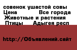 совенок ушастой совы › Цена ­ 5 000 - Все города Животные и растения » Птицы   . Адыгея респ.